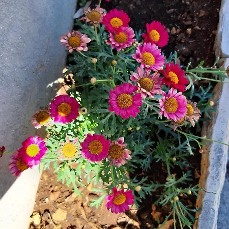 By The Sea Postira, Brac - 12291 * Postira